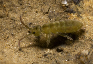 Isotomurus palustris